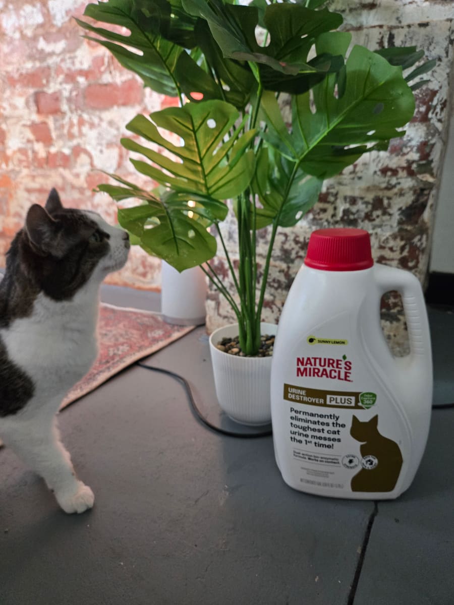 Our gallon jug of Nature's Miracle Urine Destroyer Plus on the floor at home, with Tipper sniffing the plant next to it
