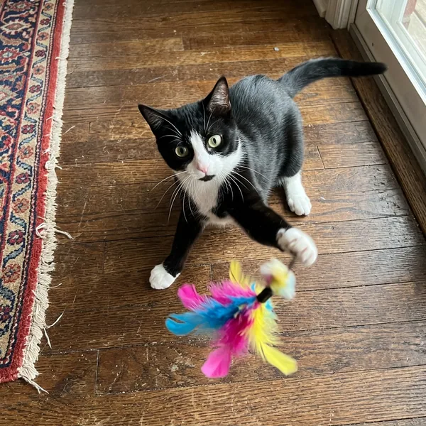 A tuxedo cat playing with a toy